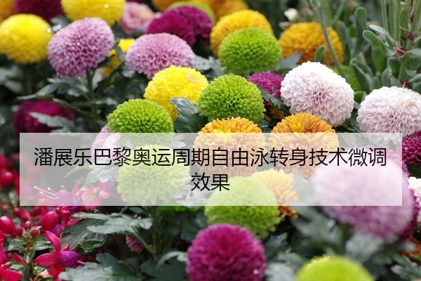 潘展乐巴黎奥运周期自由泳转身技术微调效果